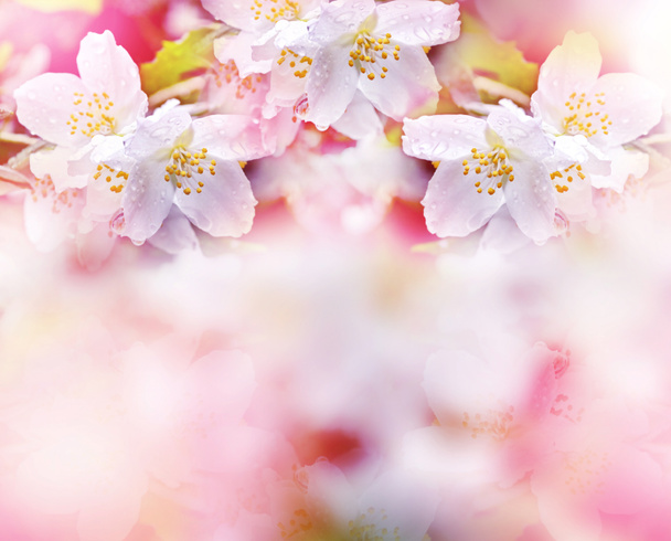 Witte jasmijn. De tak delicate lente bloemen - Foto, afbeelding