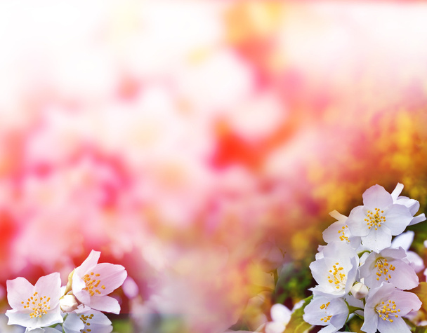 Fehér jázmin. Az ág finom tavaszi virágok - Fotó, kép