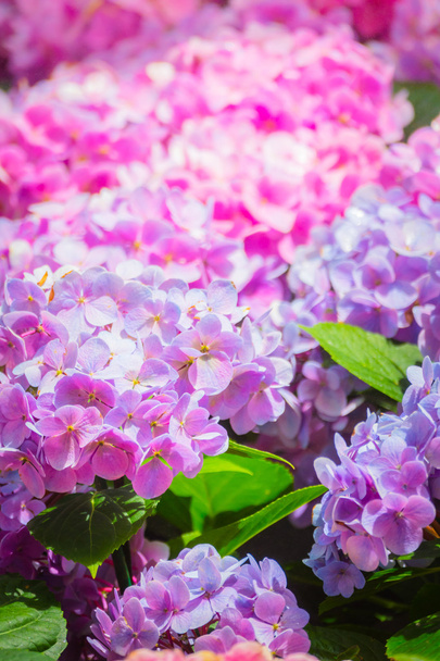 Η εικόνα φόντου των πολύχρωμων λουλουδιών - Φωτογραφία, εικόνα
