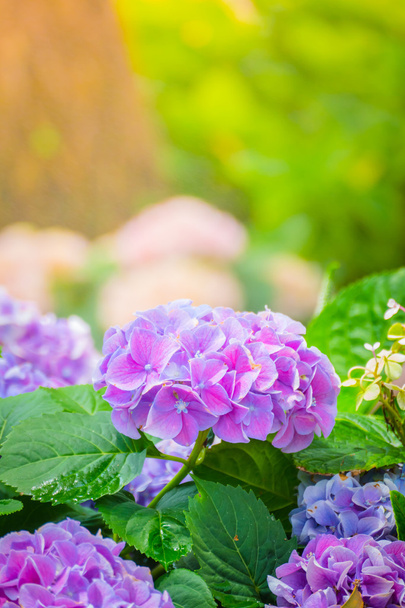 Зображення тла барвистих квітів
 - Фото, зображення