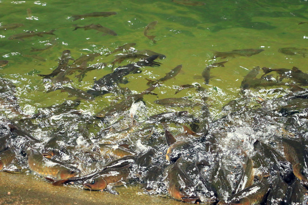 Balık balık şelale - Fotoğraf, Görsel