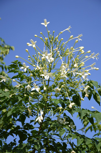 Květina indické korek v zahradě - Fotografie, Obrázek