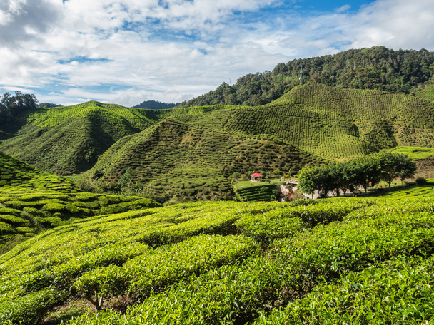 Plantación de té en las tierras altas de Cameron
 - Foto, imagen