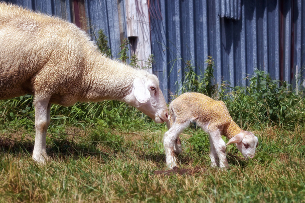 Овца и ягненок, мать и сын вместе
. - Фото, изображение