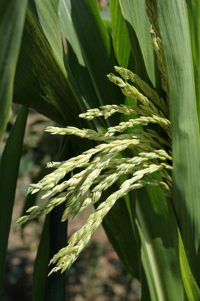 fiatal kukorica növény - Fotó, kép