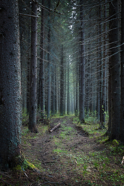 road through the fir forest - Фото, изображение