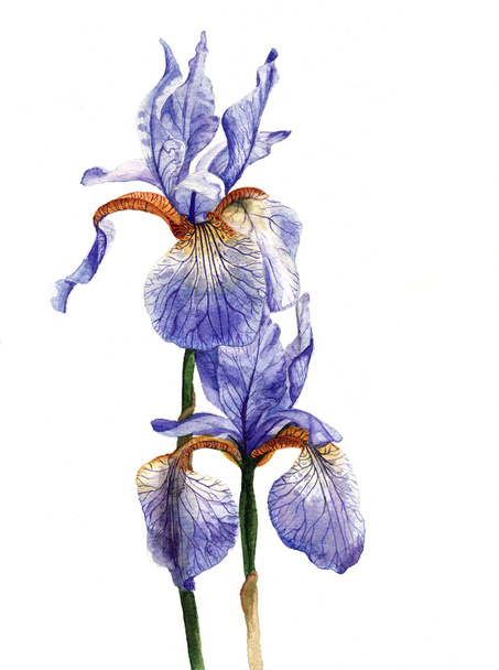 Watercolour of Purple Irises - Fotoğraf, Görsel