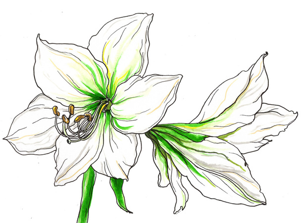 White Amaryllis flowers - Fotografie, Obrázek