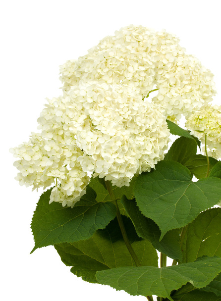 Blossom flowers of hydrangea isolated on a white - Photo, image