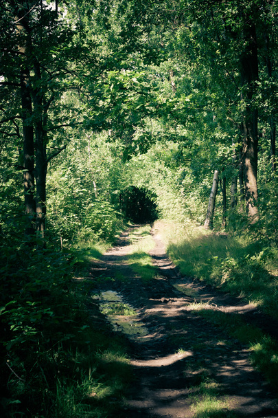 Carretera forestal en verano - Foto, imagen