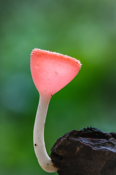 Closeup de cogumelo venenoso
 - Foto, Imagem