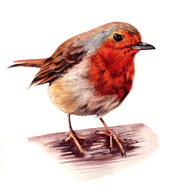 Robin Red Breast Watercolour Illustration. - Foto, Imagem
