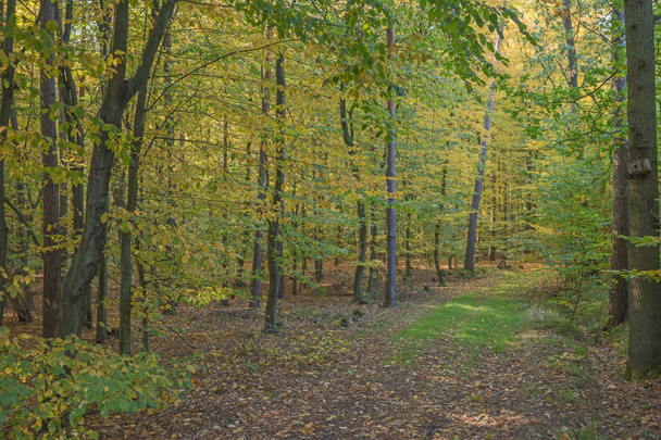 Pathway through the autumn forest - Фото, изображение