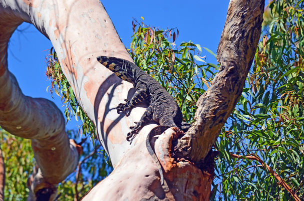 Australian Goanna (Lace Monitor lagarto Varanus varius
)  - Foto, Imagen