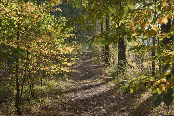 Keresztül az őszi erdőn - Fotó, kép