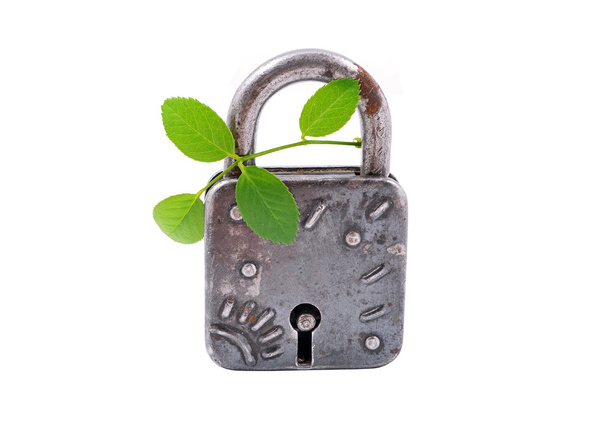 Vintage padlock and green plant - Photo, Image