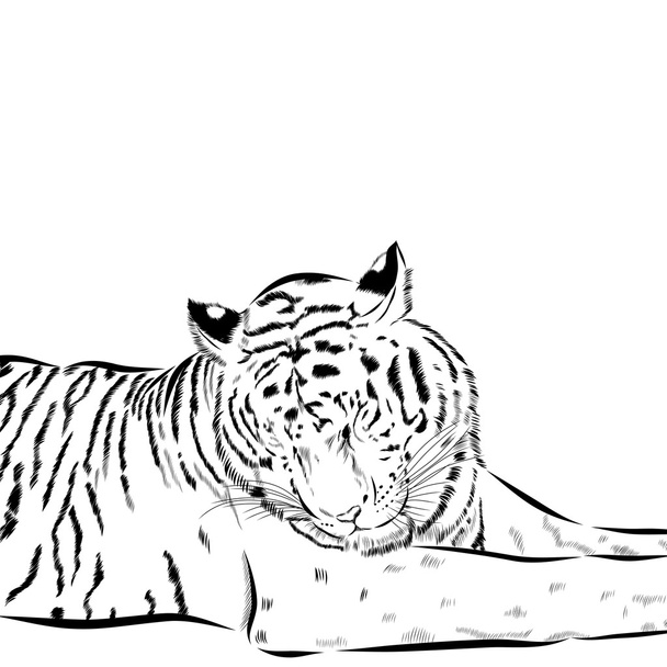 Рука тигра намальована на фоні. Векторні
 - Вектор, зображення