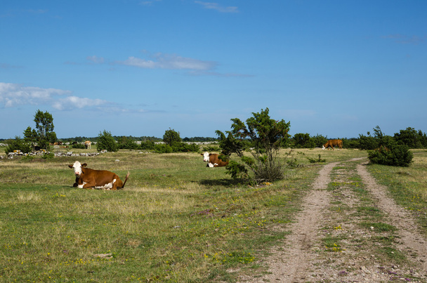 Resting cattle by a dirt road - Foto, Imagen
