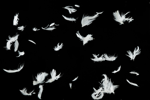 Grupo de plumas de aves blancas
 - Foto, Imagen