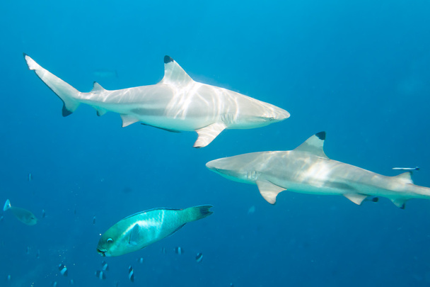 Tiburones de arrecife Blacktip
 - Foto, imagen
