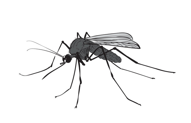 figura de imagen tinta de mosquito
 - Vector, Imagen
