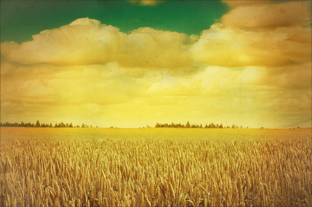 Небо и зерновые поля в стиле ретро
 - Фото, изображение