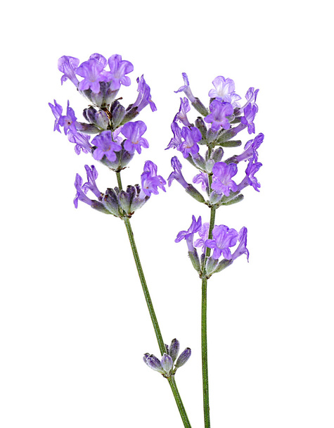 Lavender flowers on light - Photo, Image