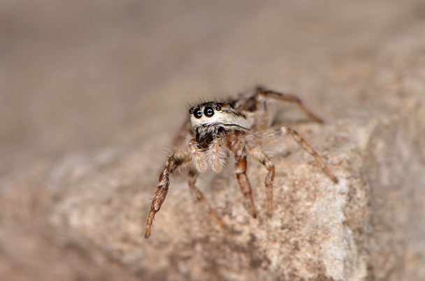 hyppyhämähäkki (Pseudicius encarpatus)
) - Valokuva, kuva