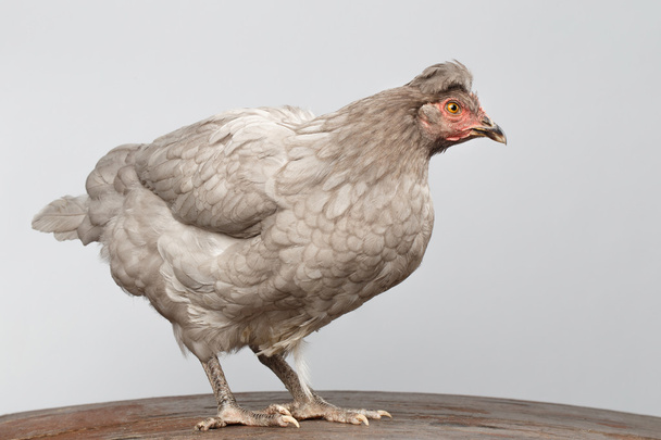 Gray Chicken Standing on Wood floor, Isolated White Background - Photo, Image