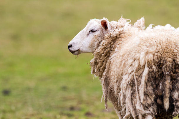 schapen op het veld - Foto, afbeelding