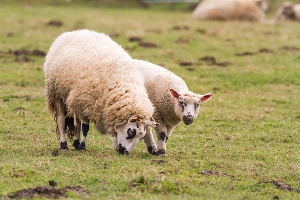 овцы на поле - Фото, изображение