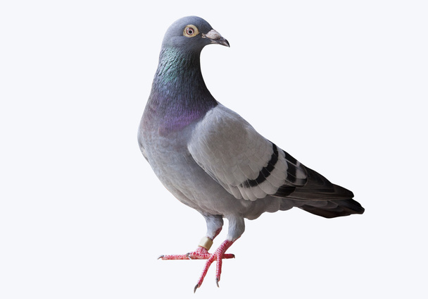 полное тело летящего на скорости скакового голубя изолированного белого бэкграуна
 - Фото, изображение