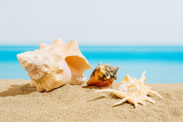 concha marina en la playa - Foto, Imagen