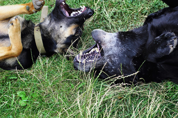 Двоє собак, які грають у пастуха і ретривера, грають на траві.
 - Фото, зображення