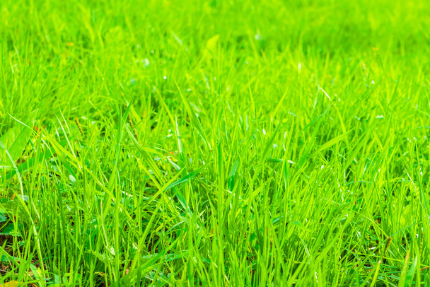Vers voorjaarsgroen gras - Foto, afbeelding