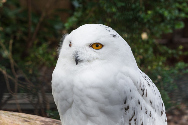Portrait of a Snowy Owl  - Fotoğraf, Görsel