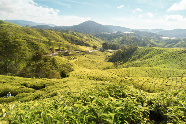 tea plantation countryside - Photo, Image