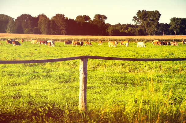 Αγελάδες βόσκουν σε ένα υπέροχο πράσινο βοσκότοπο - Φωτογραφία, εικόνα