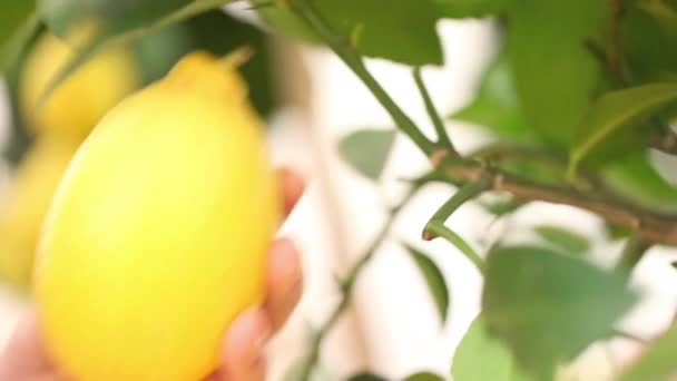 smiling woman picks a lemon and put it in the basket wicker - Кадри, відео