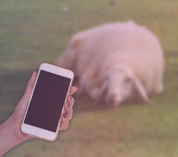 kobieta ręka trzymać inteligentny telefon na farmie owiec niewyraźne - Zdjęcie, obraz