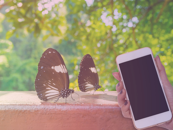 vrouw hand vasthouden slimme telefoon vlinder, groene natuur pagina - Foto, afbeelding