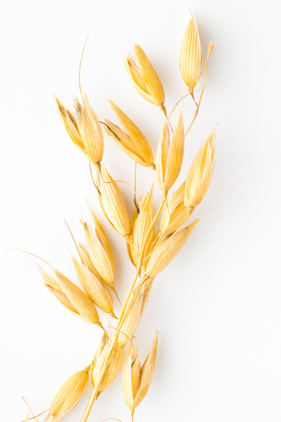 Twig of oats on  white background. Top view - Φωτογραφία, εικόνα
