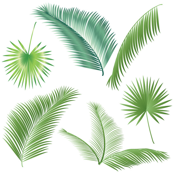 Green leaves Palm tree set. Palm leaves isolated on white background. Vector tropical illustration. Clip art leaf. - Вектор,изображение