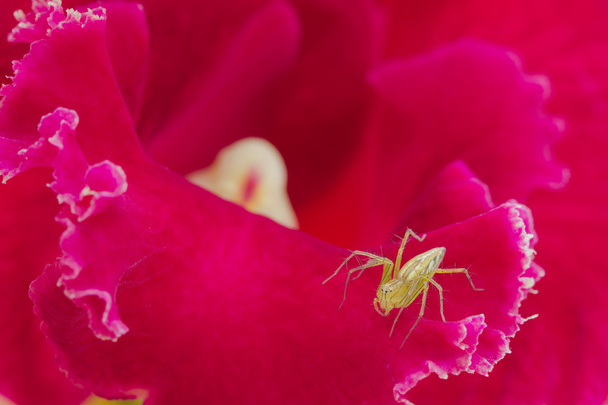 Aranha em Corolla rosa
 - Foto, Imagem