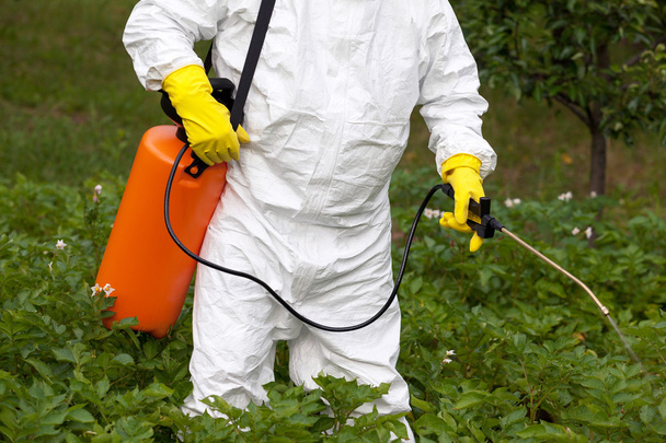 Pesticide spraying. Non-organic vegetables. - Foto, Imagem