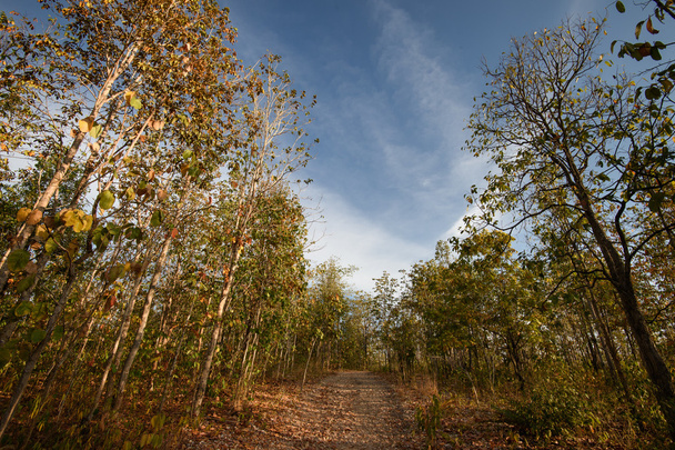 Forêt caduque, Forêt de diptérocarpes caduques, panorama de la saison sèche en Thaïlande
 - Photo, image
