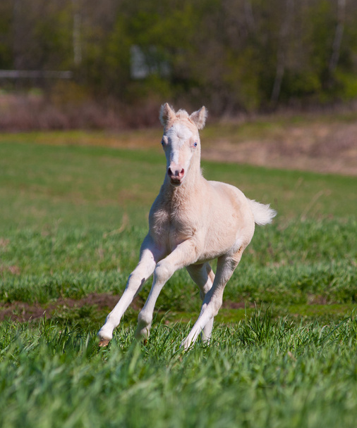 Foal runs - Photo, Image