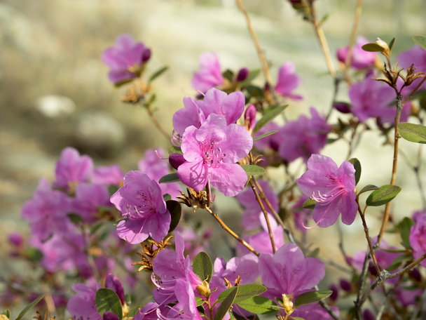 Rhododendron ledebourii or Ledum Siberia flowers. Pink bush. - Zdjęcie, obraz