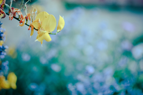 Желтый цветок крупным планом в саду
 - Фото, изображение