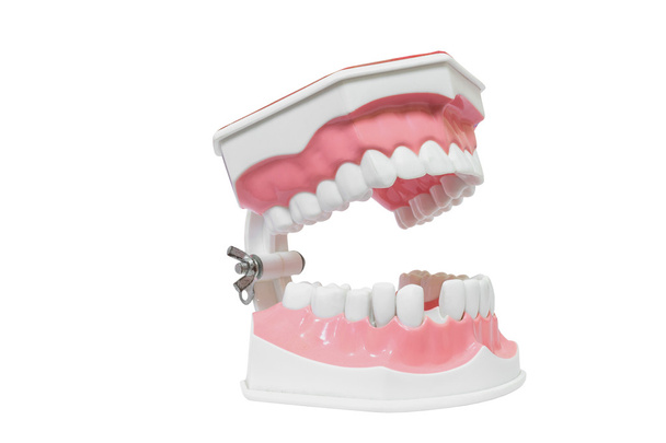 Modelo dental de dientes aislados en la ruta de recorte de fondo blanco
 - Foto, Imagen